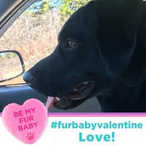 Meet your Posher, Trudy